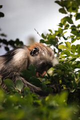 Red Colobus Monkey in Zanzibar, tropical wildlife
