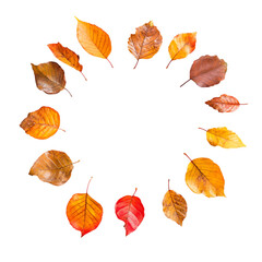 Fototapeta premium Autumn Leaves png
