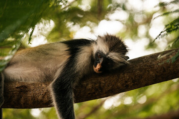 Red Colobus Monkey in Zanzibar, tropical wildlife
