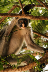 Red Colobus Monkey in Zanzibar, tropical wildlife