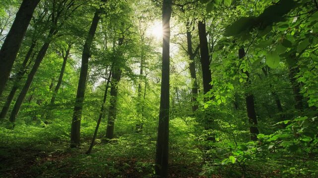 Beautiful sun rays illuminating a lush spring forest in gorgeous shades of fresh green, slow sideway motion 