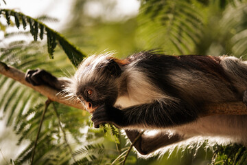 Red Colobus Monkey in Zanzibar, tropical wildlife
