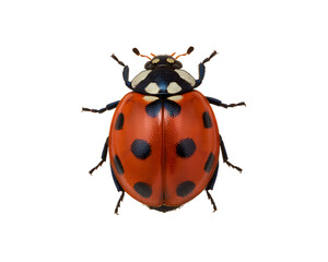 Colorful ladybug isolated on transparent background, png
