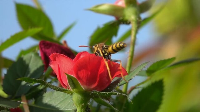 Wasp Bee flowers beautiful Nature pollinators on red rose flower