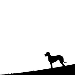 Silhouette of Dog Standing Alone on Hill Against White Sky