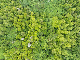 Seen from a bird's eye view, a tropical rainforest thrives on a remote island in Indonesia. Undisturbed forest's such as this harbor extraordinary biodiversity.