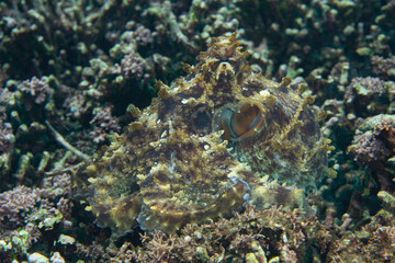 A well camouflaged Reef octopus, Octopus cyanea, crawls on top of a coral reef in Halmahera, Indonesia. This is probably the most common octopus species on shallow, Indo-Pacific reefs.