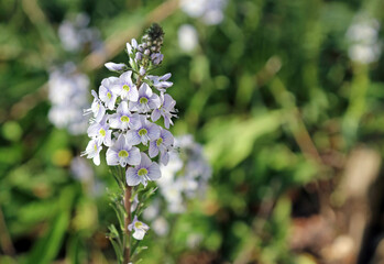 Macro image of Gentian Speedwell blooms, Lincolnshire England
