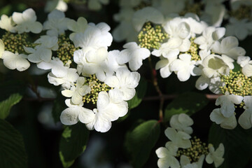 Macro image of Japanese snowball flowers in dappled sunlight, Lincolnshire England
