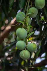 A view of a lush mango tree laden with numerous young, green mangoes still growing on their branches.