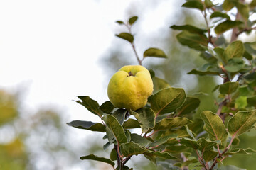 apple on tree