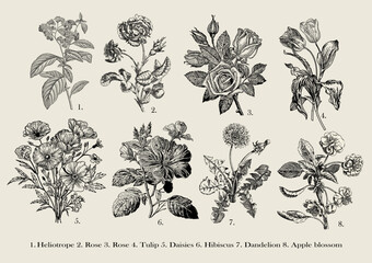 Botany. Set vintage medical realistic isolated flowers. Nature baroque. Drawing engraving. Vector background victorian Illustration Heliotrope, Rose, Rose, Tulip, Daisies, Hibiscus, Dandelion, Apple