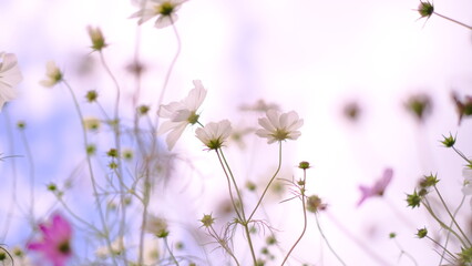 pink flowers in the field