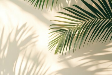 Palm leaf and shadow on plain surface on background