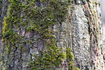 Obraz premium Old tree bark covered with green moss