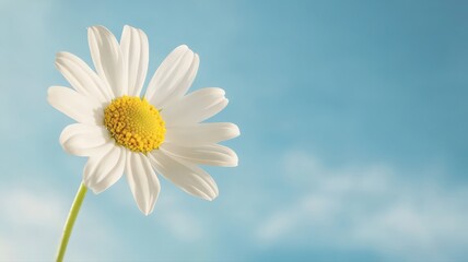 White Daisy Against a Pale Blue Sky