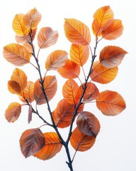Obraz premium Autumnal branch with vibrant leaves