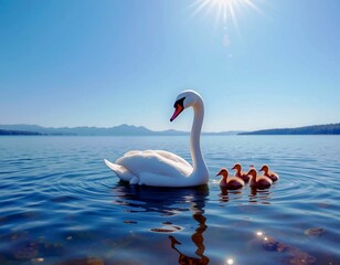 Fototapeta premium swans in the lake