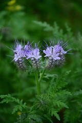 Blüte, Blatt, Pflanze, Natur, Frühling