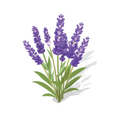 Obraz premium Lavender Vector Illustration with Flat Design, Clean Line Art, and Modern Minimalist AestheticArt.