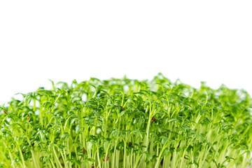 Watercress microgreens isolated on white background. Healthy superfood.