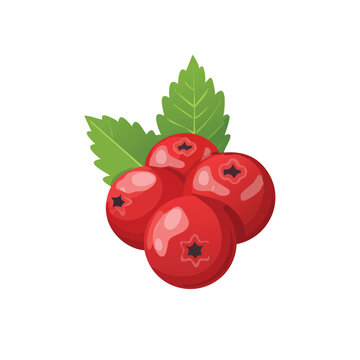 red cranberries with green leaves clip art preview