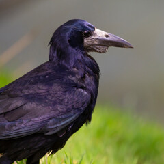 Naklejka premium Rook with a beak pouch. Rooks and crows place food they find in this pouch to deliver it to the nest.