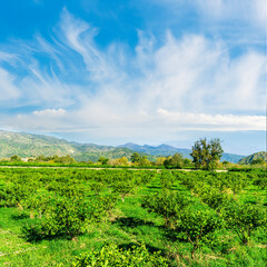 Fototapeta premium view at beautiful fruit trees in garden valley with green gardens and mountains with blue sky on background of landscape