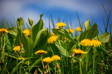 Obraz premium Dandelion flower meadow with blue sky, spring background