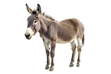 donkey isolated on white
