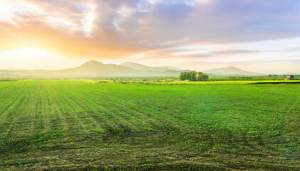 agricultural landscape of spring green field with vegetable growth in sunset beautiful valley and scenic mountain sunset above