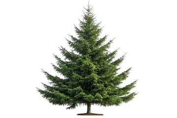 christmas tree isolated on white