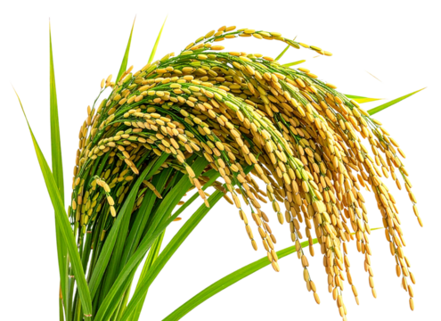  Close-Up of Mature Rice Plant with Golden Grains, PNG Isolated