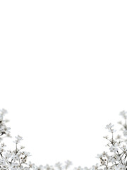 Pink baby's breath flower png. Gypsophila pink white floral design isolated on transparent background Flower frame png. empty space for text. For wedding invitations, floral branding, memorial cards.