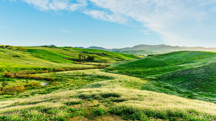 blooming spring valley meadow with bright yellow flowers among green grass hills and beautiful sunset sky on background. Rustic agricultural landscape.