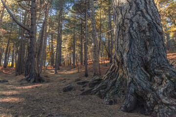 Serenity Trail in Etna Woods