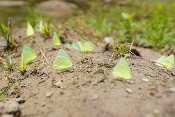 Butterflies found in the natural forest.