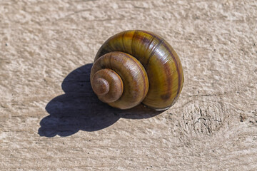 Ampullaria (Pomacea) - gastropods, inhabitants of fresh water bodies.