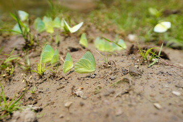 Butterflies found in the natural forest.