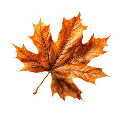 Obraz premium Close up photograph of a vibrant orange maple leaf with a slightly curled edge isolated on a clean white background capturing the essence of the fall season