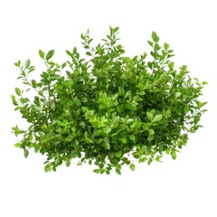 Obraz premium Green bush plant foliage detail on white background