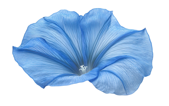 Blue morning glory flower petal on white background.png