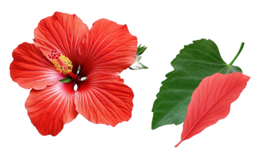 Bright large flower and leaf of red hibiscus on white background.png