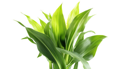 Close up fresh green corn tree on white background.png