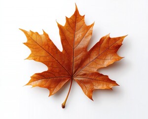 Autumnal maple leaf against a white background.  Detailed view of a dried,  rust-colored maple leaf, showcasing the intricate venation