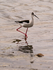 Himantopus himantopus feeding in Lake Saler in Valencia (Spain)