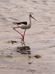 Himantopus himantopus feeding in Lake Saler in Valencia (Spain)
