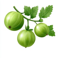 Detailed Illustration of Green Gooseberries on Branch