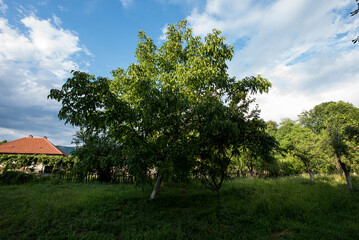 landscape with trees