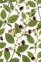 Atropa belladonna flower isolated on white background